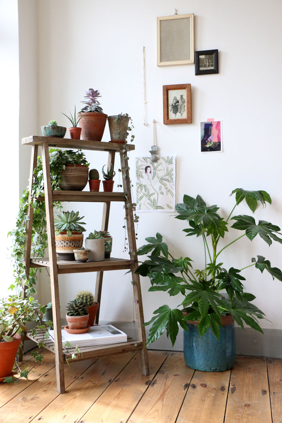 How-to-display-indoor-plants-10